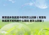 窩里很多魚就是不咬鉤怎么回事（窩里有魚就是不咬鉤是什么原因 是怎么回事）