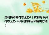 虎刺梅不開花怎么辦?（虎刺梅不開花怎么辦 不開花的原因和解決方法）
