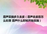 葫蘆采摘多久去皮（葫蘆去皮后怎么處理 葫蘆什么時(shí)候開始采摘）