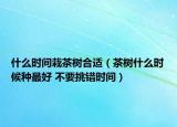 什么時間栽茶樹合適（茶樹什么時候種最好 不要挑錯時間）