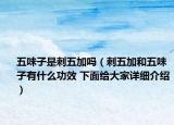 五味子是刺五加嗎（刺五加和五味子有什么功效 下面給大家詳細介紹）