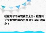 桂花葉子干尖發(fā)黃怎么辦（桂花葉子尖開(kāi)始枯黃怎么辦 我們可以這樣辦）
