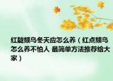 紅靛頦鳥冬天應怎么養(yǎng)（紅點頦鳥怎么養(yǎng)不怕人 最簡單方法推薦給大家）