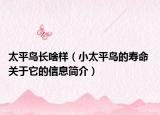 太平鳥長啥樣（小太平鳥的壽命 關(guān)于它的信息簡介）