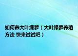 如何養(yǎng)大葉綠蘿（大葉綠蘿養(yǎng)殖方法 快來試試吧）