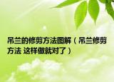 吊蘭的修剪方法圖解（吊蘭修剪方法 這樣做就對了）