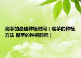 魔芋的最佳種植時間（魔芋的種植方法 魔芋的種植時間）