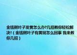 金錢樹葉子發(fā)黃怎么辦?幾招教你輕松解決!（金錢樹葉子有黃斑怎么回事 我來教你幾招）