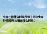 小麥一般什么時(shí)候種植（河北小麥種植時(shí)間 大概在什么時(shí)候）