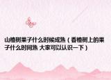 山楂樹(shù)果子什么時(shí)候成熟（香楂樹(shù)上的果子什么時(shí)間熟 大家可以認(rèn)識(shí)一下）