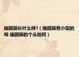 緬因貓長什么樣?（緬因貓有小型的嗎 緬因貓的個頭如何）