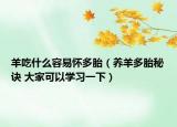 羊吃什么容易懷多胎（養(yǎng)羊多胎秘訣 大家可以學習一下）
