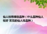 仙人柱有哪些品種（什么品種仙人柱好 常見(jiàn)的仙人柱品種）