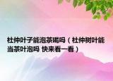 杜仲葉子能泡茶喝嗎（杜仲樹葉能當茶葉泡嗎 快來看一看）