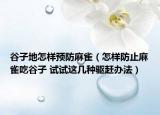 谷子地怎樣預防麻雀（怎樣防止麻雀吃谷子 試試這幾種驅趕辦法）