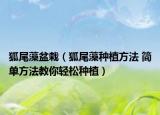 狐尾藻盆栽（狐尾藻種植方法 簡(jiǎn)單方法教你輕松種植）