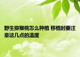 野生獼猴桃怎么種植 移植時要注意這幾點的溫度