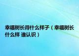 幸福樹長得什么樣子（幸福樹長什么樣 誰認(rèn)識）
