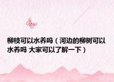 柳枝可以水養(yǎng)嗎（河邊的柳樹可以水養(yǎng)嗎 大家可以了解一下）