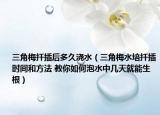 三角梅扦插后多久澆水（三角梅水培扦插時間和方法 教你如何泡水中幾天就能生根）