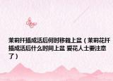 茉莉扦插成活后何時移栽上盆（茉莉花扦插成活后什么時間上盆 愛花人士要注意了）