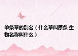 單條草的別名（什么草叫原條 生物名稱叫什么）