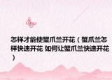 怎樣才能使蟹爪蘭開花（蟹爪蘭怎樣快速開花 如何讓蟹爪蘭快速開花）
