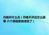 丹桂開什么花（丹桂不開花怎么回事 六個原因要搞清楚了）