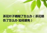 茶花葉子曬糊了怎么辦（茶花曬傷了怎么辦 如何避免）