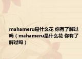 mahameru是什么花 你有了解過(guò)嗎（mahameru是什么花 你有了解過(guò)嗎）