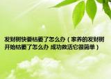 發(fā)財(cái)樹快要枯萎了怎么辦（家養(yǎng)的發(fā)財(cái)樹開始枯萎了怎么辦 成功救活它很簡單）
