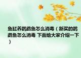 魚缸養(yǎng)鸚鵡魚怎么消毒（新買的鸚鵡魚怎么消毒 下面給大家介紹一下）