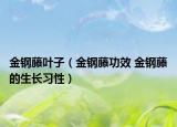 金鋼藤葉子（金鋼藤功效 金鋼藤的生長習(xí)性）
