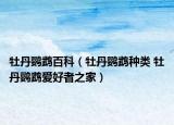 牡丹鸚鵡百科（牡丹鸚鵡種類 牡丹鸚鵡愛好者之家）