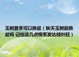 玉樹夏季可以換盆（秋天玉樹能換盆嗎 記住這幾點(diǎn)根系發(fā)達(dá)枝葉旺）