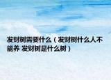 發(fā)財樹需要什么（發(fā)財樹什么人不能養(yǎng) 發(fā)財樹是什么樹）