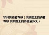 非洲鸚鵡的壽命（澳洲國(guó)王鸚鵡的壽命 澳洲國(guó)王鸚鵡能活多久）