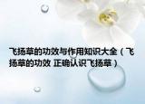 飛揚(yáng)草的功效與作用知識(shí)大全（飛揚(yáng)草的功效 正確認(rèn)識(shí)飛揚(yáng)草）