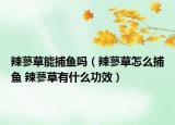 辣蓼草能捕魚(yú)嗎（辣蓼草怎么捕魚(yú) 辣蓼草有什么功效）