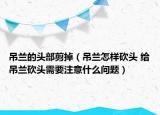 吊蘭的頭部剪掉（吊蘭怎樣砍頭 給吊蘭砍頭需要注意什么問(wèn)題）