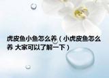 虎皮魚(yú)小魚(yú)怎么養(yǎng)（小虎皮魚(yú)怎么養(yǎng) 大家可以了解一下）