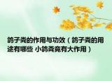 鴿子糞的作用與功效（鴿子糞的用途有哪些 小鴿糞竟有大作用）
