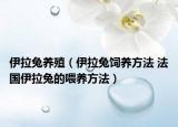伊拉兔養(yǎng)殖（伊拉兔飼養(yǎng)方法 法國(guó)伊拉兔的喂養(yǎng)方法）