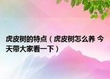 虎皮樹的特點（虎皮樹怎么養(yǎng) 今天帶大家看一下）