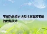 玉樹的養(yǎng)殖方法和注意事項(xiàng)玉樹的栽培技術(shù)
