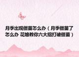 月季出現(xiàn)僵苗怎么辦（月季僵苗了怎么辦 花娘教你六大招打破僵苗）