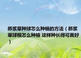 酢漿草種球怎么種植的方法（酢漿草球根怎么種植 這樣種長(zhǎng)得可真好）