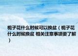 桅子花什么時候可以換盆（桅子花什么時候換盆 相關(guān)注意事項要了解）