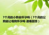 7個(gè)月的小狗會(huì)懷孕嗎（7個(gè)月的公狗能讓母狗懷孕嗎 請(qǐng)看回答）