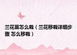蘭花苗怎么栽（蘭花移栽詳細(xì)步驟 怎么移栽）
